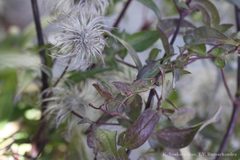 Clematis orientalis